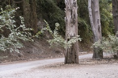 Ulmus minor canescens