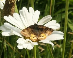 Euclidia glyphica