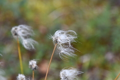 Eriophorum vaginatum