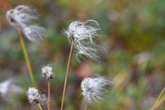 Eriophorum vaginatum