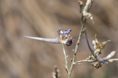 Delphinium peregrinum