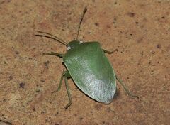 Acrosternum millierei