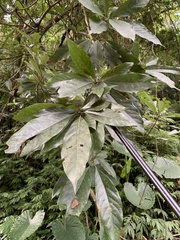 Lindera megaphylla