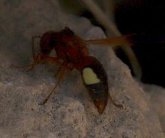 Rhynchium oculatum