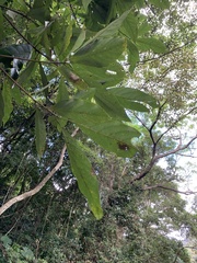 Lindera megaphylla