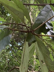 Lindera megaphylla