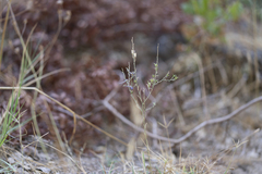Delphinium peregrinum