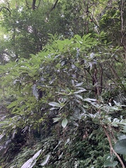 Lindera megaphylla