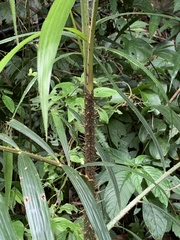 Calamus formosanus