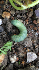 Phlogophora meticulosa