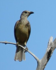 Chlamydera cerviniventris