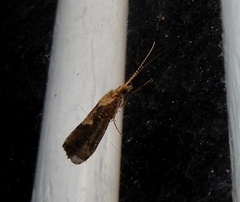 Polycentropodidae