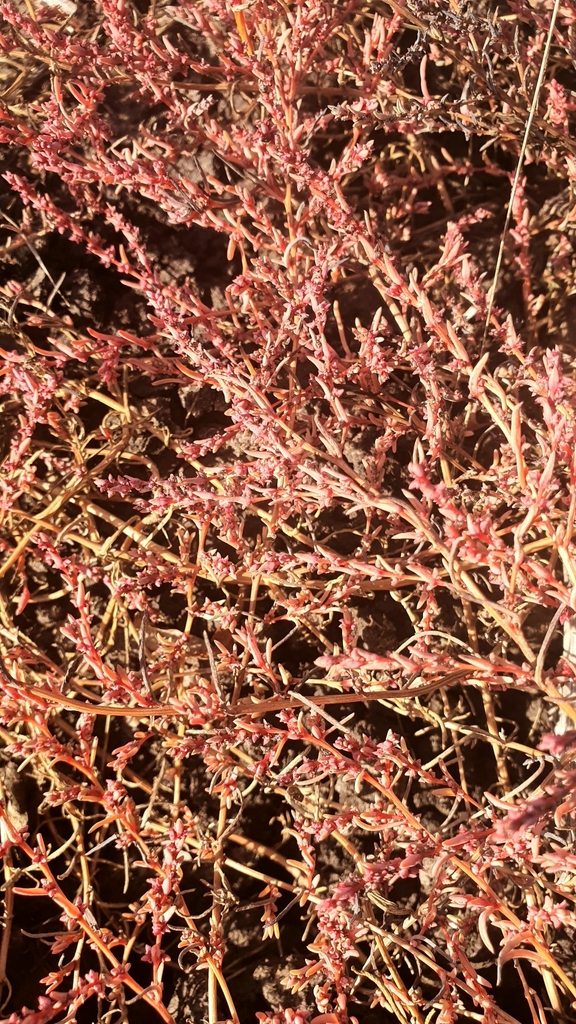 Suaeda acuminata (Suaeda acuminata)