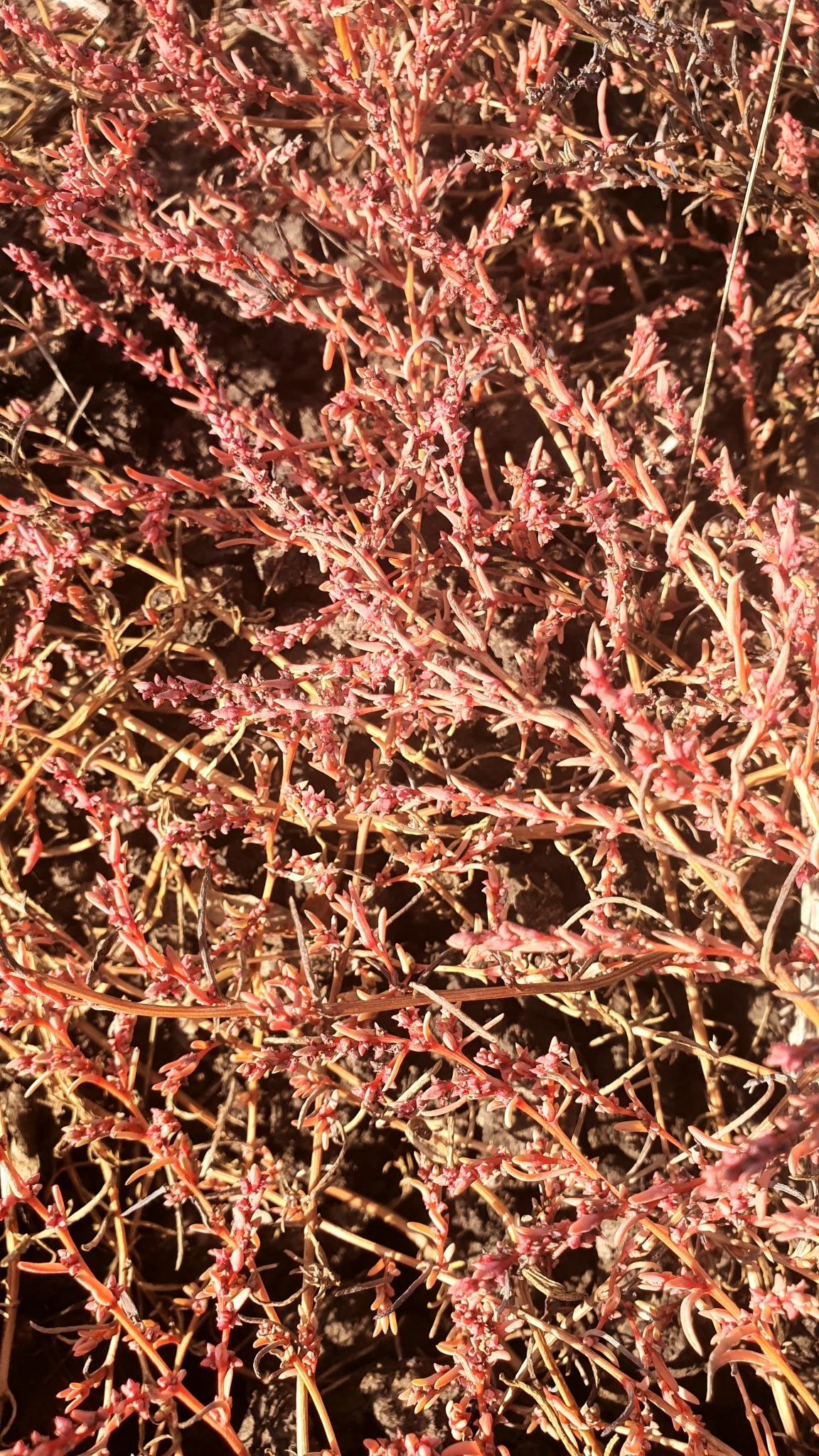 Suaeda acuminata