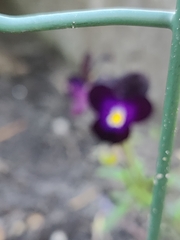 Viola × wittrockiana