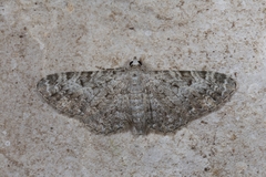 Eupithecia semigraphata