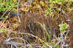 Cladonia gracilis