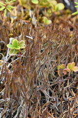 Cladonia gracilis