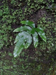 Leptochilus ellipticus
