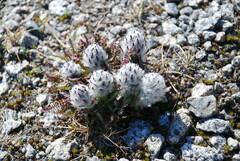 Pedicularis lanata