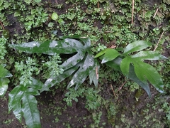 Leptochilus ellipticus