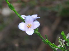 Cyanothamnus coerulescens