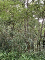 Pittosporum illicioides