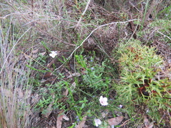Cyanothamnus coerulescens