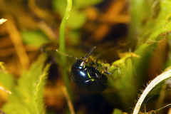 Chrysolina haemoptera
