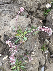 Braya thorild-wulffii