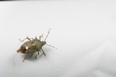 Eocanthecona formosa