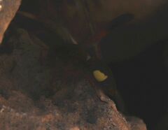 Rhynchium oculatum