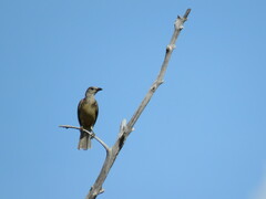 Chlamydera cerviniventris