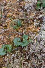 Micranthes nelsoniana aestivalis