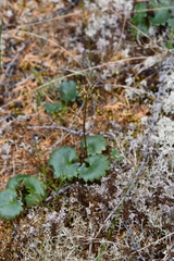 Micranthes nelsoniana aestivalis