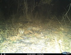 Paracynictis selousi