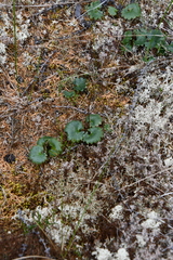 Micranthes nelsoniana aestivalis