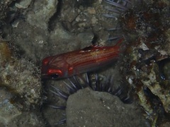 Neoniphon sammara