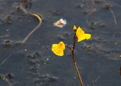 Utricularia macrorhiza