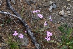 Dianthus repens