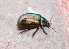 Chrysolina americana