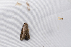 Lophoptera squammigera