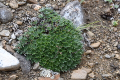 Eritrichium sericeum