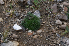 Eritrichium sericeum