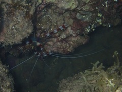 Stenopus hispidus