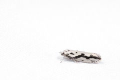Ethmia zygospila