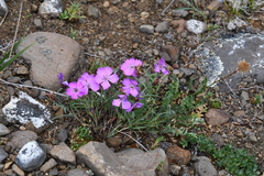 Dianthus repens
