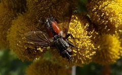 Eriothrix rufomaculata