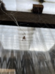 Philoponella congregabilis