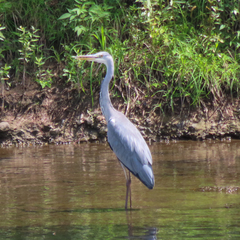 Ardea cinerea